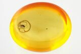 Fossil Ant-Like Stone Beetle (Scydmaeninae) in Baltic Amber #321733-1